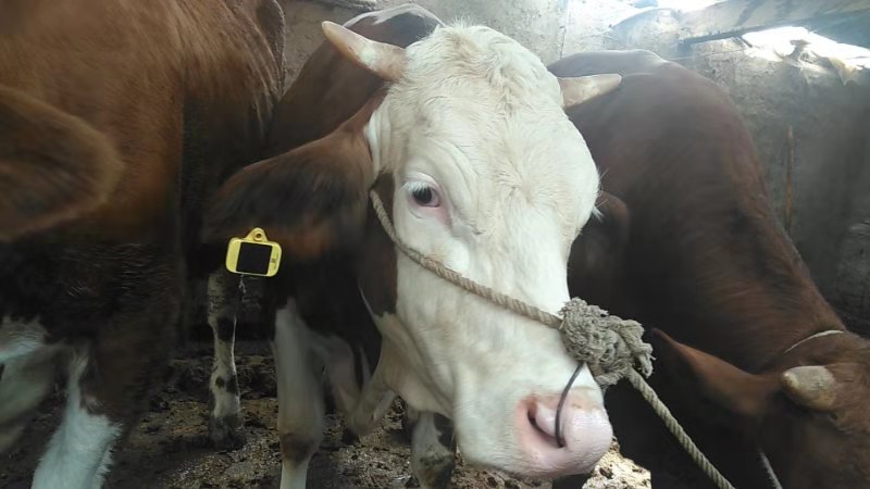 「牛羊gps定位器」几米智慧牧场让每一块肉为自己说话，一目了然吃得放心