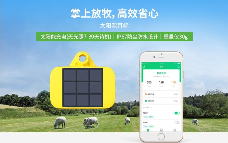 「牛羊定位器」解决肉羊养殖放牧育肥难题