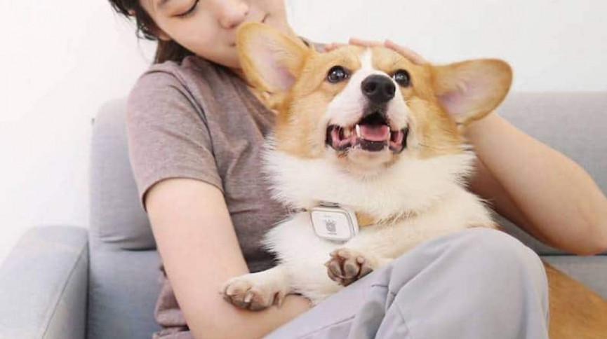 城市宠物管理综合解决方案，赋能犬只信息化管理
