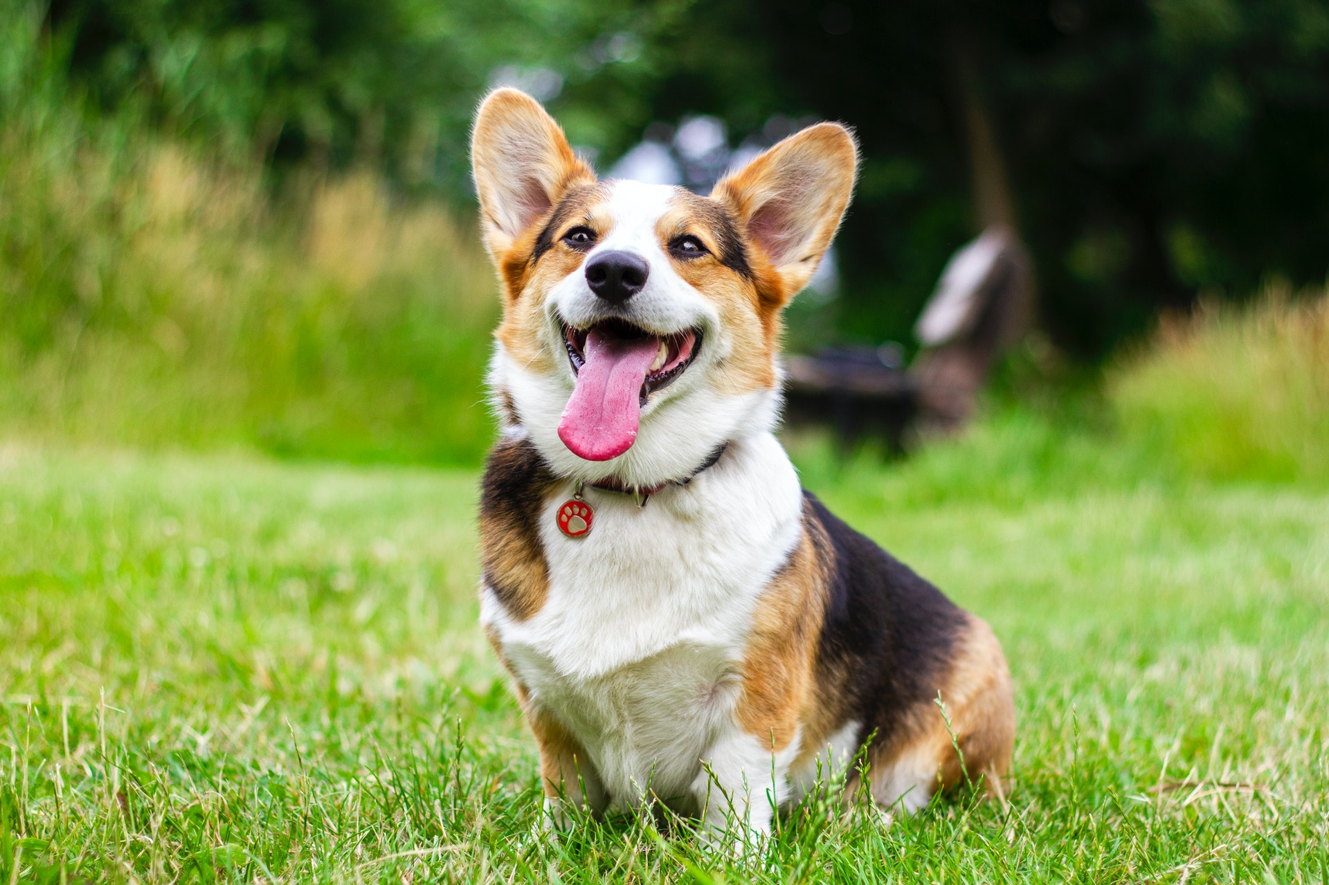 智慧宠物管理解决方案，解决犬只管理难题规范城市养宠行为