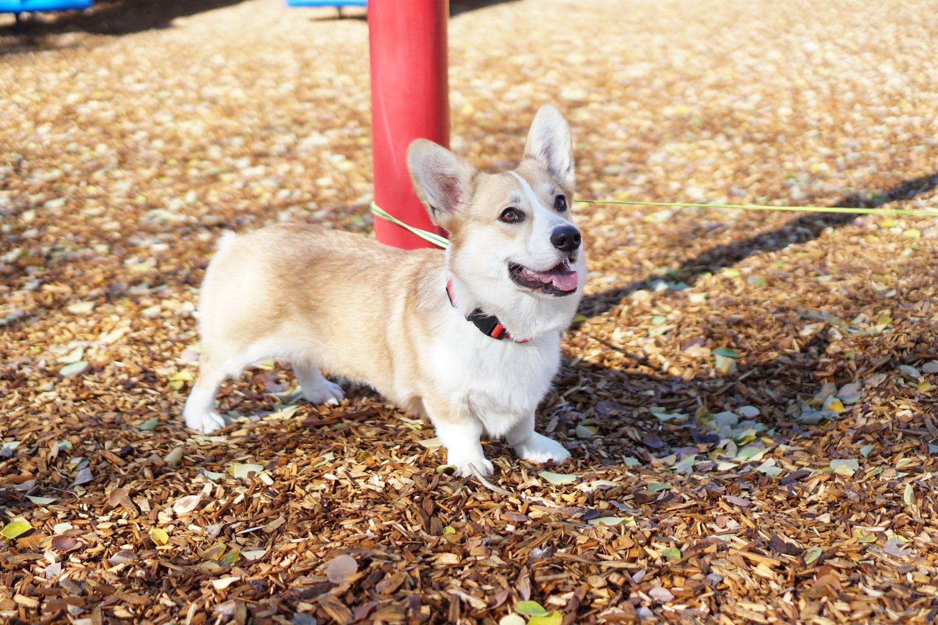 智能电子犬牌，助力城市犬只信息化管理，文明规范养宠